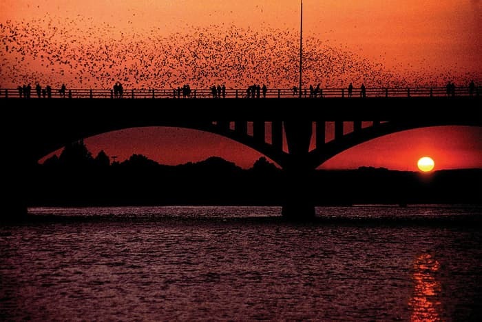 Check out the World Famous Congress Bridge Bats