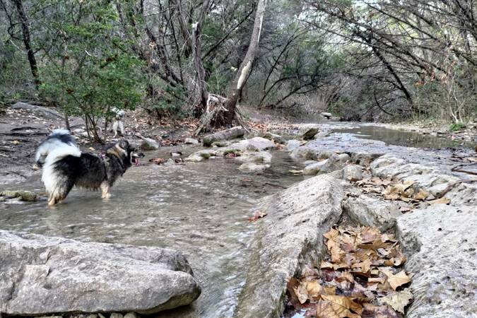Turkey Creek Off Leash Trail gallery image 2