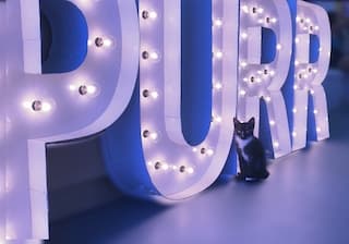 Purr-fecto Cat Lounge