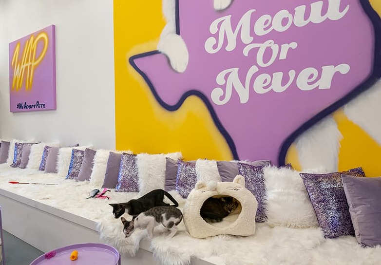 Pet Your Next Kitty at Purrfecto Cat Lounge