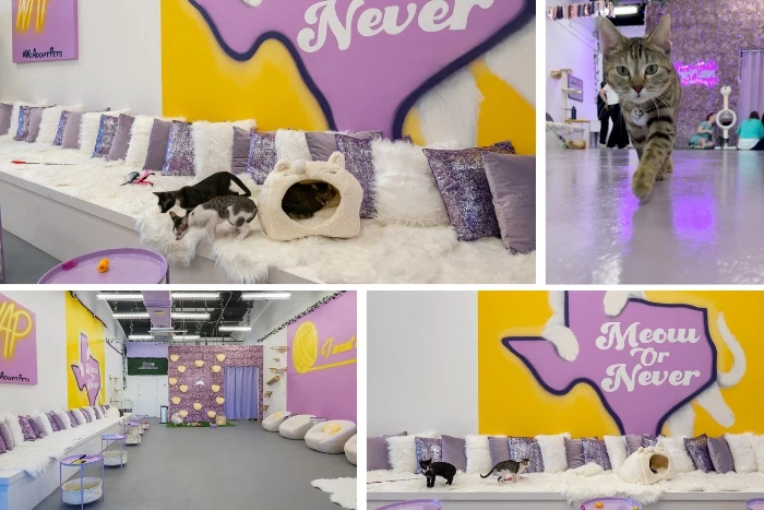 View Purrfecto Cat Lounge